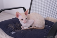 Котенок корниш рекс из питомника CUTIE COIL - Изображение #1, Объявление #1124290