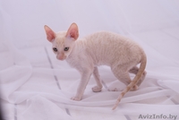 Котенок корниш рекс из питомника CUTIE COIL - Изображение #2, Объявление #1124290