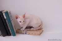 Котенок корниш рекс из питомника CUTIE COIL - Изображение #3, Объявление #1124290