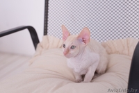 Котенок корниш рекс из питомника CUTIE COIL - Изображение #5, Объявление #1124290
