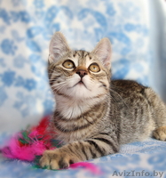 Полосатики Казик и Юзик ищут дом! - Изображение #1, Объявление #1123070