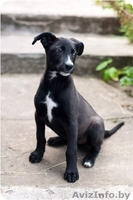 Щенки в дар! СРОЧНО!! - Изображение #2, Объявление #1108733