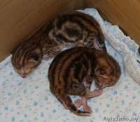 Бенгальские котята мраморного окраса - Изображение #1, Объявление #1122661