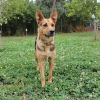 Фрида - прекрасная собака для ответственного человека - Изображение #2, Объявление #1133410