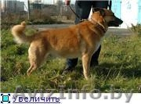 Кунак - лучший друг навсегда! - Изображение #4, Объявление #1139251