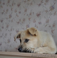 Малышка-очаровашка в дар - Изображение #1, Объявление #1134191