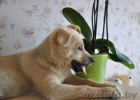 Малышка-очаровашка в дар - Изображение #3, Объявление #1134191