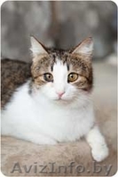 Шанхай - обаятельная и озорная кошка в дар - Изображение #1, Объявление #1128659