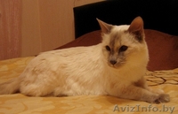 Достойная Кошь для серьезного Человека - Изображение #2, Объявление #1127313