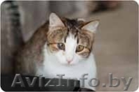 Шанхай - обаятельная и озорная кошка в дар - Изображение #2, Объявление #1128659