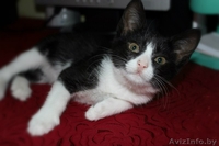 Маенький Патрик ищет свой дом! Котёнок даром! - Изображение #2, Объявление #1130557