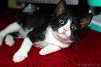 Черно-белый котенок в добрые руки! - Изображение #2, Объявление #1135927