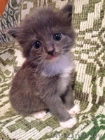 Милые котята в дар добрым и ответственным людям - Изображение #1, Объявление #1137986