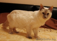 Достойная Кошь для серьезного Человека - Изображение #4, Объявление #1127313