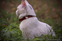 Белая кошечка, домашняя, ласковая, игривая ищет прежних или новых хозяев - Изображение #2, Объявление #1129234