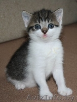 Милые котята в дар добрым и ответственным людям - Изображение #3, Объявление #1137986