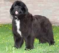 элитные щенки ньюфаундленда - Изображение #1, Объявление #1139347