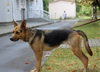 Фрида - прекрасная собака для ответственного человека - Изображение #4, Объявление #1133410