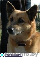 Кунак - лучший друг навсегда! - Изображение #1, Объявление #1139251