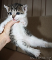 Милые котята в дар добрым и ответственным людям - Изображение #2, Объявление #1137986