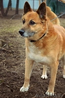 Кунак - лучший друг навсегда! - Изображение #2, Объявление #1139251