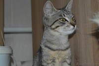 Шелли - малышка в полосатых штанишках в дар! - Изображение #3, Объявление #1127672