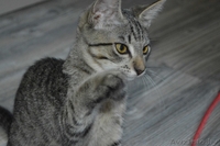 Шелли - малышка в полосатых штанишках в дар! - Изображение #8, Объявление #1127672