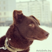 Чока - шоколадная собака в дар! - Изображение #2, Объявление #1139936