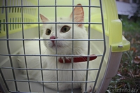 Белая кошечка, домашняя, ласковая, игривая ищет прежних или новых хозяев - Изображение #1, Объявление #1129234