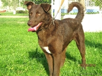 Чока - шоколадная собака в дар! - Изображение #4, Объявление #1139936