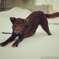 Чока - шоколадная собака в дар! - Изображение #1, Объявление #1139936