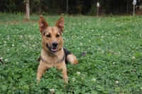 Фрида - прекрасная собака для ответственного человека - Изображение #3, Объявление #1133410