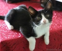 Маенький Патрик ищет свой дом! Котёнок даром! - Изображение #3, Объявление #1130557