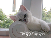 британская кошечка серебрушка - Изображение #3, Объявление #1133661