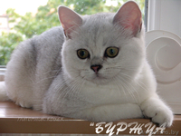 британская кошечка серебрушка - Изображение #2, Объявление #1133661