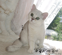 британская кошечка серебрушка - Изображение #1, Объявление #1133661