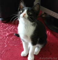 Маенький Патрик ищет свой дом! Котёнок даром! - Изображение #4, Объявление #1130557