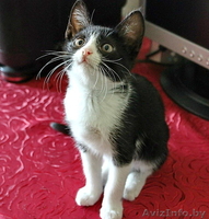 Черно-белый котенок в добрые руки! - Изображение #3, Объявление #1135927