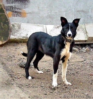 Умка, миниатюрный олененок, ищет дом - Изображение #1, Объявление #1149923