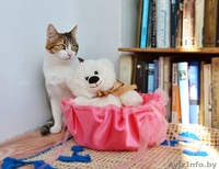 Кошечка Алиса в дар! - Изображение #10, Объявление #1141288