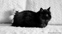 Необычный котик в дар! - Изображение #1, Объявление #1149883
