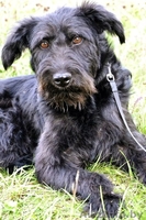 Красотка с янтарными глазами ищет дом! - Изображение #2, Объявление #1139073