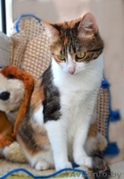 Кошечка Алиса в дар! - Изображение #2, Объявление #1141288