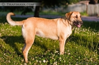 Лада, сука (стерилизована),привита, есть вет. паспорт. Молодая 3 года, крупная - Изображение #2, Объявление #1141806