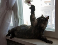 Необычный котик в дар! - Изображение #4, Объявление #1149883