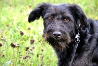 Красотка с янтарными глазами ищет дом! - Изображение #1, Объявление #1139073