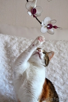 Кошечка Алиса в дар! - Изображение #3, Объявление #1141288