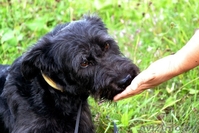 Красотка с янтарными глазами ищет дом! - Изображение #3, Объявление #1139073