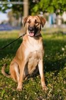 Лада, сука (стерилизована),привита, есть вет. паспорт. Молодая 3 года, крупная - Изображение #1, Объявление #1141806