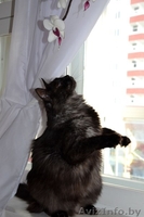 Необычный котик в дар! - Изображение #2, Объявление #1149883